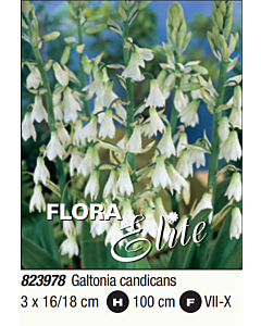 Летен зюмбюл/ Galtonia candicans - 1 пакет - 3 броя