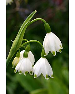 Блатно кокиче - Leucojum aestivum