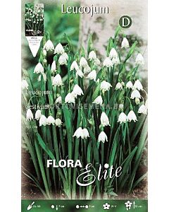 Блатно кокиче Leucojum Gravety Giant (1 оп - 10 луковици) 