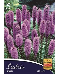 Лиатрис Spicata