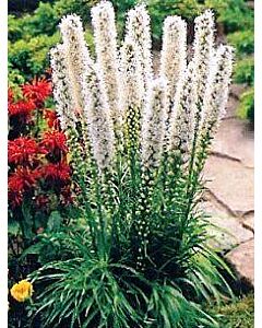 Лиатрис Spicata Alba