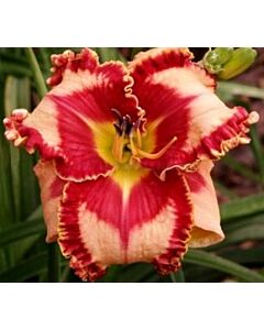 Хемерокалис /Hemerocallis Lies and Lipstick/ 1 бр