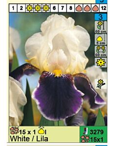 Ирис /iris germanica white/lila/ 1 бр