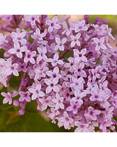 Люляк (Syringa Meyeri Josée)		
