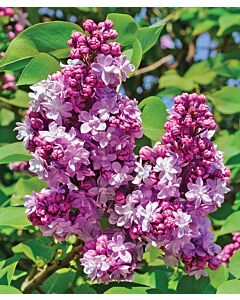 Люляк (Syringa Vulgaris Paul Thirion) - лилав