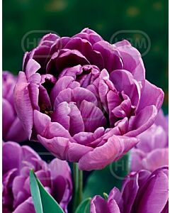Лале Double Lilac Perfection 11/12*