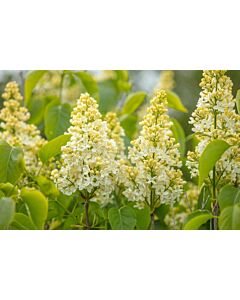 Люляк (Syringa Vulgaris Primrose)–кремаво-жълт
