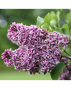 Люляк (Syringa Vulgaris Sensation)
