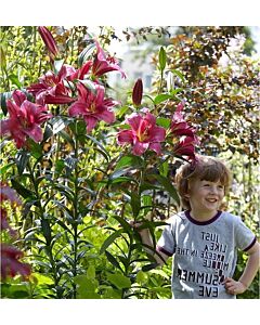 Лилиум / Flora Elite 'Packs' Lilium ot-hybrids Purple Prince treelily/ 1 оп - 2 бр