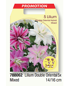 Лилиум double oriental mixed- 1 пакет - 5 броя