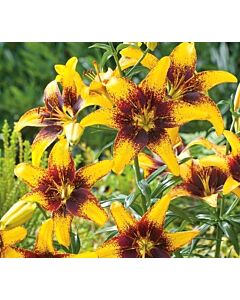 Лилиум жълто-кафяв/ Lilium asiatic  yellow/brown 14/16 - 1 бр