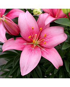 лилиум asiatic Pink