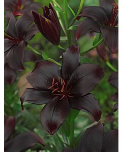Лилиум черен (Black charm)
