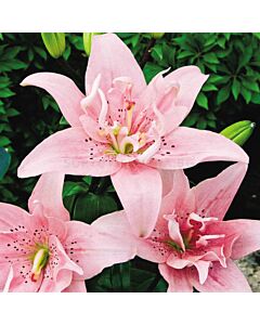 лилиум Spring Pink