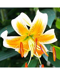 Лилиум  / Lilium 'Lady Alice' / 1 бр