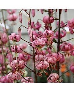 Лилиум / Flora Elite 'Packs' Lilium martagon/ 1 оп - 1 бр