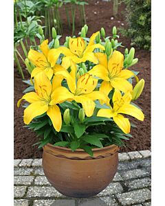 Лилиум  / Lilium asiatic 'Rio de Janeiro' / 1 бр