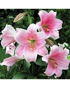 Лилиум Тромпет Prince promise