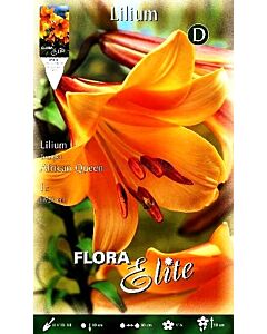 Лилиум Тромпет African Queen 16/18