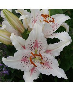 Лилиум - Lilium oriental 'Muscadet' - 1 бр