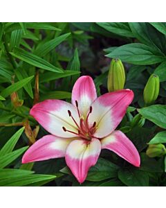 Лилиум розово-бял - Lilium asiatic  pink/white 14/16 - 1 бр.