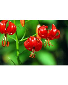 Лилиум  / Lilium species pumilum / 1 бр