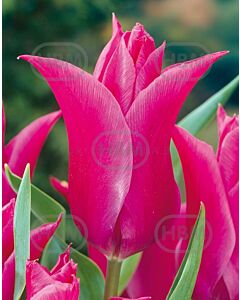 Лале Lilyflowering Lilyrosa 1 бр*