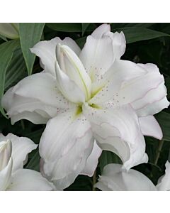 Лилиум ORIENTAL Lotus Beauty 14/16 - 1 бр. 