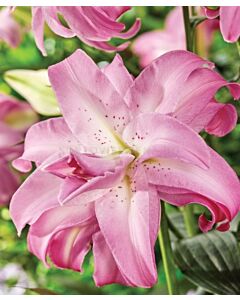 Лилиум ORIENTAL Lotus Dream 14/16 - 1 бр.