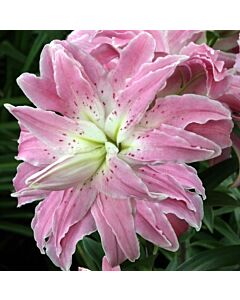 Лилиум ORIENTAL (DOUBLE)  Lotus Elegance 14/16 - 1 бр.