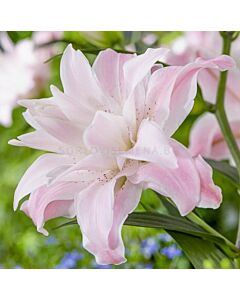 Лилиум ORIENTAL Lotus Queen 14/16 - 1 бр.