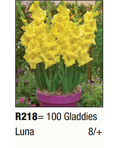 Гладиол нисък Luna/ Gladdies (shortstemmed) Luna - 1 бр.