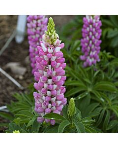 Лупина розова - Lupinus Pink - 2 бр.