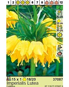 Фритилария Imperialis Lutea*