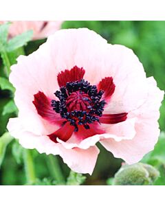Мак / Papaver Or. Kleine Tanzerin / 1 корен 