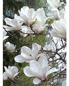 Магнолия (Magnolia X Soulangeana Alba Superba)– бяла