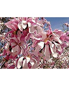 Магнолия (Magnolia X Loebneri Leonard Messel)	