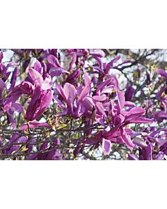 Магнолия (Magnolia Susan)– розово-пурпурна