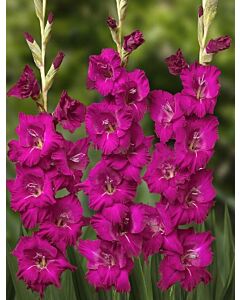 Гладиол large-flowered  'Mahler' 12/14 - 1 бр.