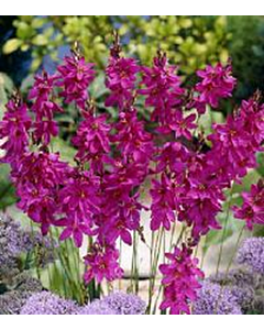 Иксия /Ixia 'Mabel'/ 1 бр