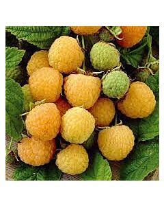 Малина (Rubus Idaeus Fallgold)