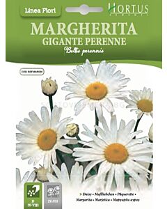 Маргарита едра GIGANTE PERENNE - BTS- BL