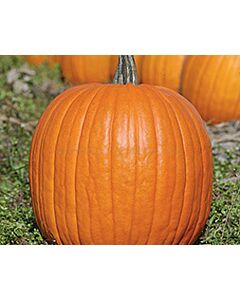 Тиква Санкт Мартин F1- Sankt Martin F1 (тип Halloween) - 250 бр. семена