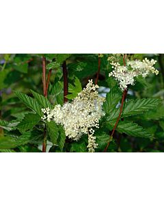 Обикновено орехче / Filipendula Alba / 1 бр