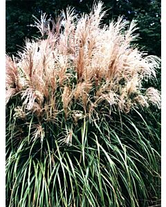 Мискантус /Miscanthus Malepartus / 1 бр