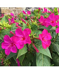 Мирабилис /Mirabilis 'Jalapa'/ 1 бр
