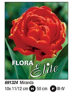 Лале double late Miranda - Пакет: 1 оп. - 10 бр.