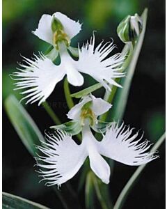 Орхидея - Habenaria radiata 1бр 