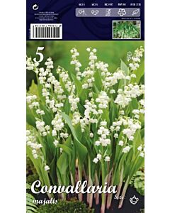 Момина сълза (Convallaria majalis) Бяла