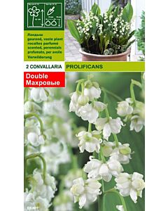 Момина сълза кичеста (Convallaria prolificans)